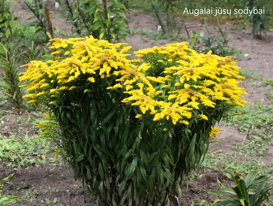 Rykštenė (Solidago) 'Golden Dwarf'